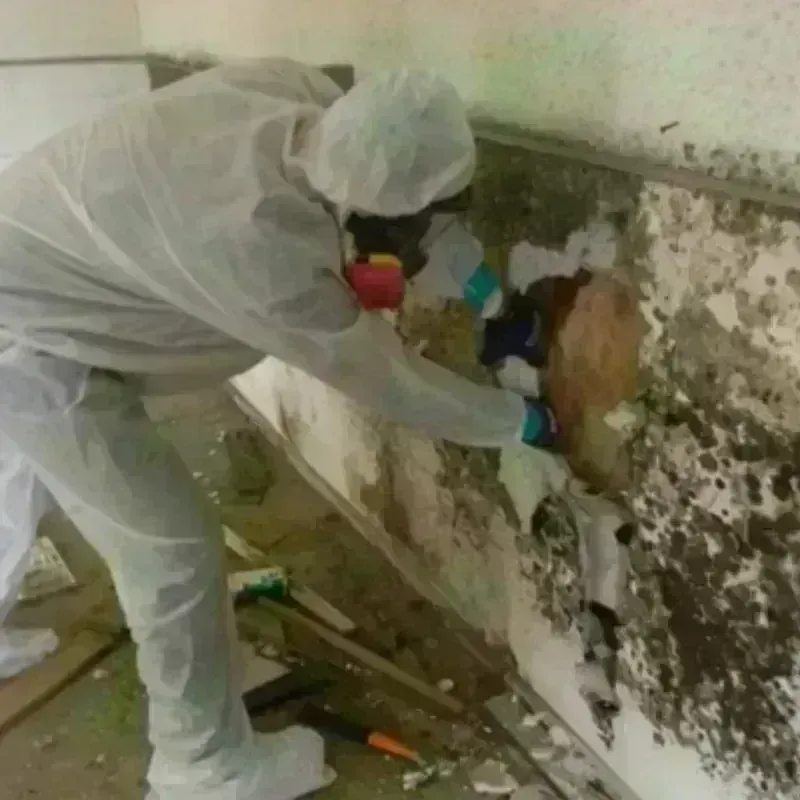 Mold Remediation and Removal in Pembroke Pines, FL